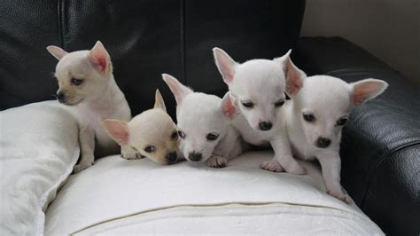 Our puppies are vet checked to ensure health. . Chihuahua puppies for sale in minnesota